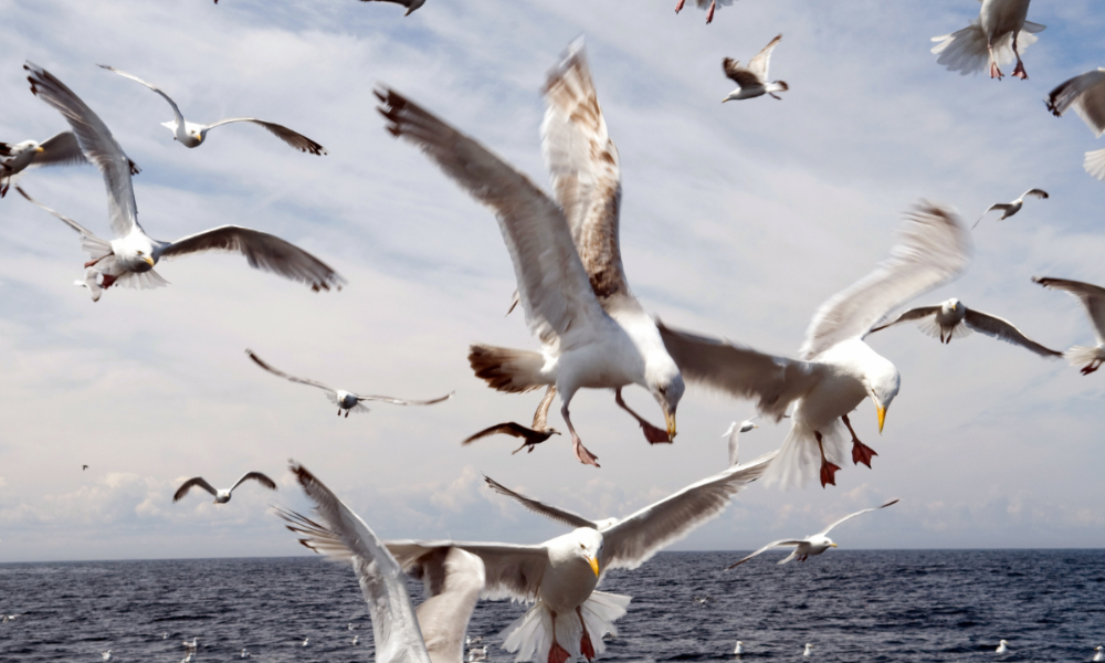 Aggressive måker: Så enkelt forhindrer du måkereir i hekketiden /Files/Images/Aggressive-måker-1.png