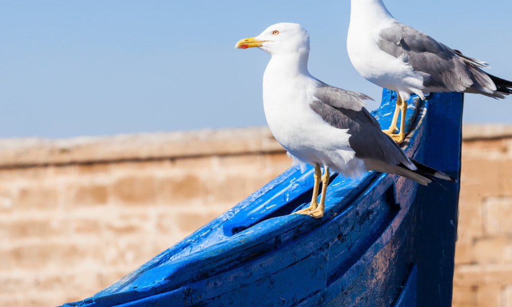 Naturfenomenet: Fugler og båtene de etterlater seg dritt /Files/Images/Naturfenomenet_Fugler_og_båtene_de_etterlater_seg.png