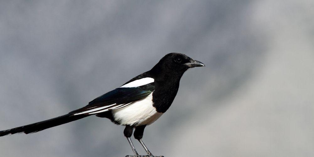 Skjærer – Når legger de egg og kan de by på problemer for oss mennesker? /Files/Images/Skjære.jpg