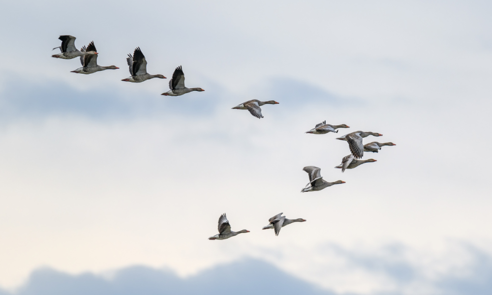 Gjess i Norge: Fakta om gåsens lyd, arter, og spisevaner /Files/Images/gjess-i-norge-fakta-om-gaasens-lyd-arter-og-spisevaner.png