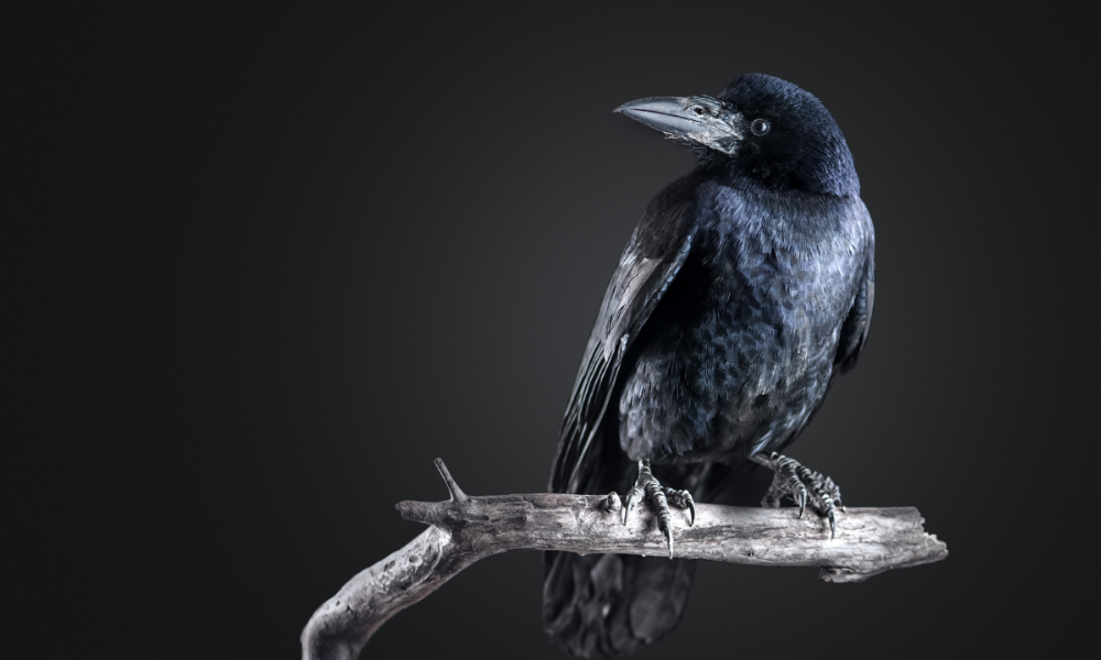 Hva spiser kråker og hvor lenge lever de? — Fakta om kråker /Files/Images/hva-spiser-kraaker-og-hvor-lenge-lever-de-fakta-om-kraaker.png