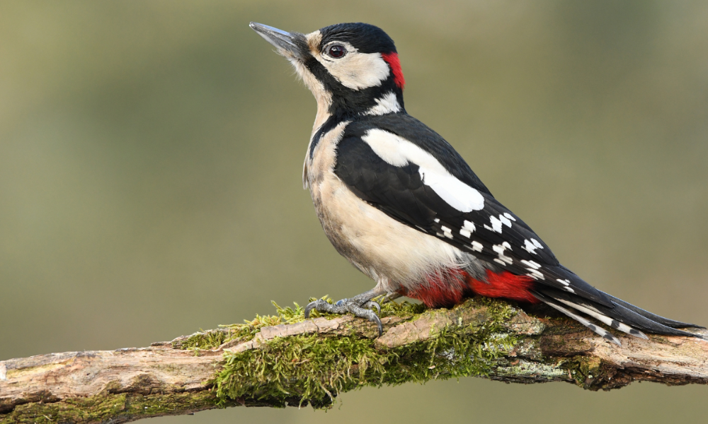 Hvorfor hakker hakkespetten? Fakta om hakkespett /Files/Images/hvorfor-hakker-hakkespetten-fakta-om-hakkespett.png