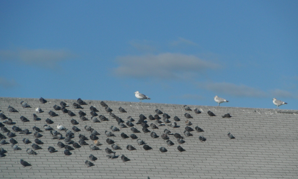 Norges fugler – når de søte små med den vakre lyden også skaper problemer /Files/Images/norges-fugler-naar-de-soete-smaa-med-den-vakre-lyden-ogsaa-skaper-problemer.png