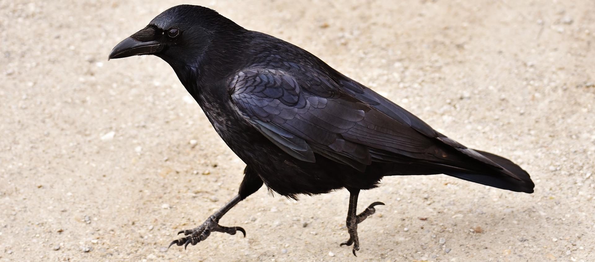 /Files/Images/raven-2162504_1920.jpg